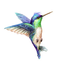 Watercolor Illustration, Flying Hummingbird Isolated On White Background, Exotic, Tropical, Wild Life Clip Art