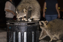 North American Raccoons ( Procyon Lotor) Looking For Food In The Garbage In Montreal City