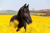 Fototapeta Konie - portrait of a Friesian horse in a rape field