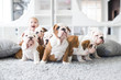 © familylifestyle - Cute puppies of English bulldog sitting on the carpet with the little girl