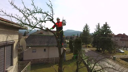 Poster - Lumberjack with saw and harness pruning a tree.