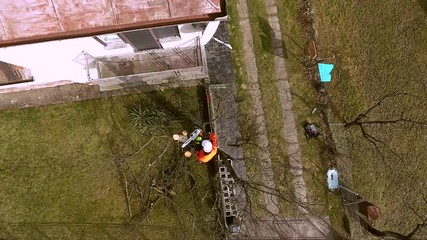 Sticker - Lumberjack with saw and harness pruning a tree.