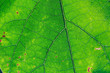 © greentellect - Fresh green leaf texture macro close-up