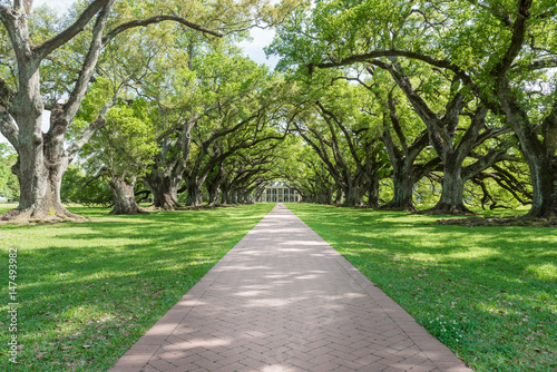 vacherie-louisiana-april-09-2016-oak-alley-plantation-park