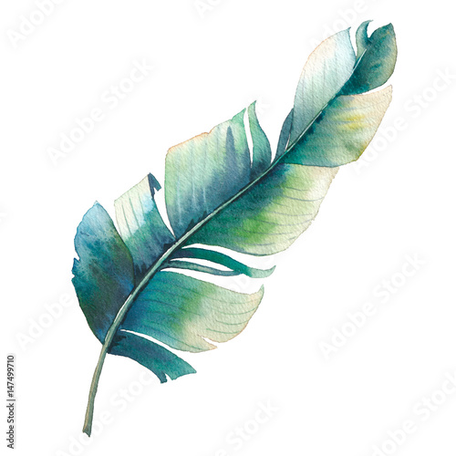 Jalousie-Rollo - Watercolor single tropical leaf. Hand painted exotic banana palm branch isolated on white background. Botanical illustration (von ldinka)