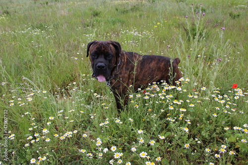 Beau Chien Dans Un Champs Molosse Cane Corso Buy This Stock Photo