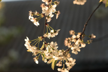 Wall Mural - Fruit trees in bloom in the spring against the sky