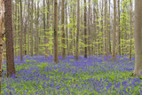 Fototapeta Tulipany - Hallerbos forest. The Hallerbos (Dutch for Halle forest) is a forest in Belgium situated in Flemish Brabant, known for its bluebell carpet which covers the forest floor for a few weeks each spring