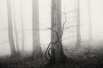 Wall Mural - minimal forest landscape with trees in fog black and white