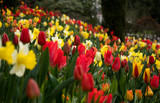 Fototapeta Tulipany - Tulip flowers on garden