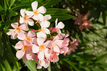Pink Flowers Nerium Oleander