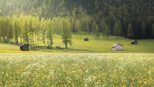 Flowering Meadows In Fiscalina Valley, Dolomites, Italy