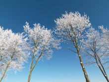 Snow-covered Tree Tops Against Blue Sky