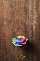 Poster - rainbow rose