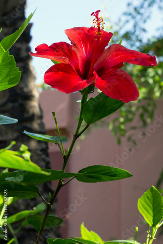 Fleur Dhibiscus Rouge Ou Hibiscus Rose De Chine Buy This