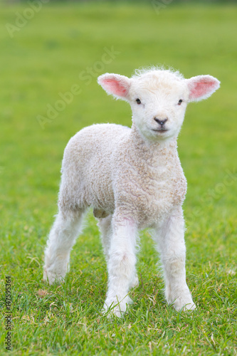 Fotografía Small cute lamb gambolling in a meadow in England farm