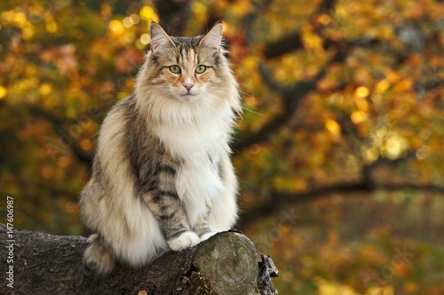 Zdjęcie XXL Norweski lasowy kot siedzi w lesie