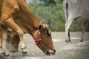 Wall Mural - cow