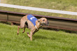 © photoPepp - Italiaans windhondje ligt voorop.