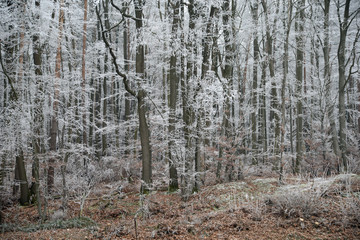 Canvas Print - Wald mit Raureif