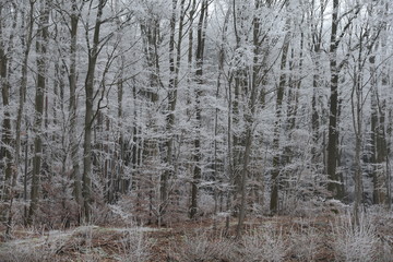 Wall Mural - Wald mit Raureif