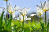 Fototapeta Tulipany - Białe tulipany na rabacie ujęte z dołu przenikane światłem słonecznym