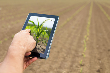 Smart agriculture. Farmer using tablet corn planting. Modern Agriculture concept.