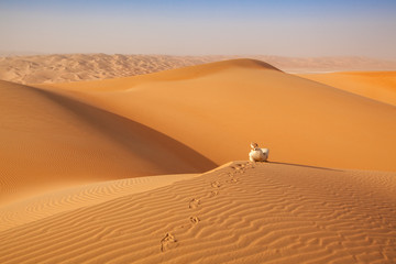 Wall Mural - arab man in local traditional outfit sitting over a dune in arabian Desert and contemplating the landscape