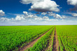 Pea field and blue sky background