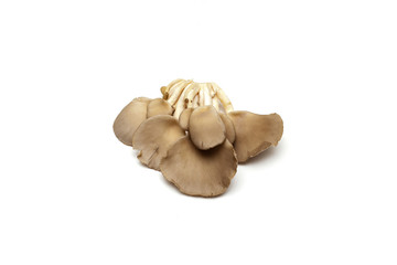 Oyster mushrooms on white background
