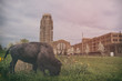 Bison Buffalo Central Station. Bison grazing in front of Buffalo Central Terminal.