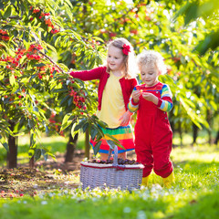 Kids picking cherry on a fruit farm garden