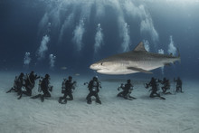 Group Of Divers Looking At Tiger Shark At Bottom Of Sea