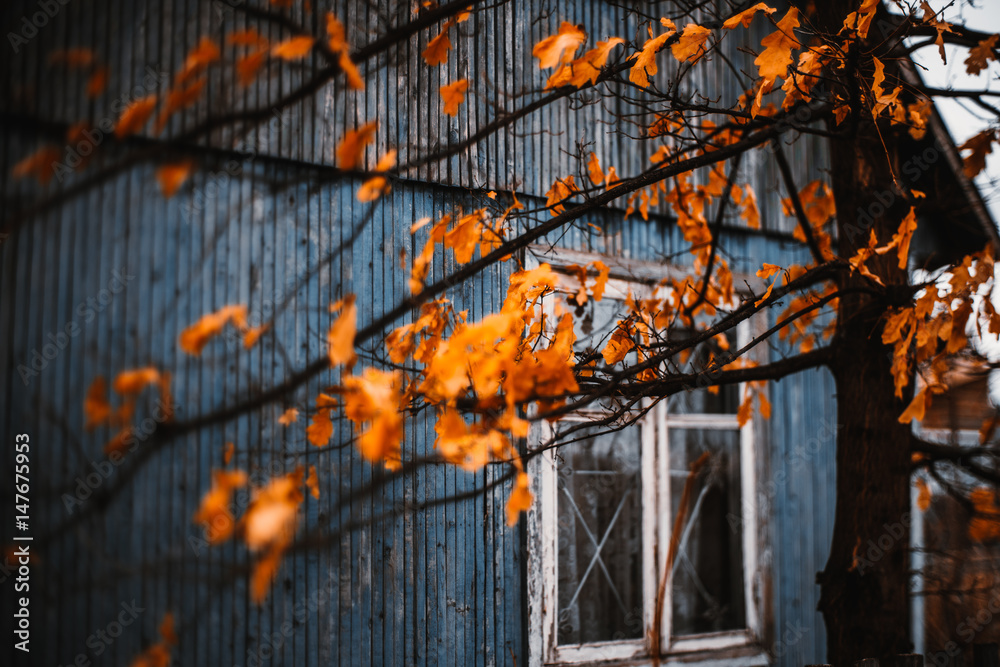 Beautiful dry orange oak leaves and branches of tree in front of boardwalk facade of dark-blue old summer house with single window during moody grey autumn day - obrazy, fototapety, plakaty 