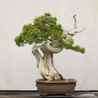 Californian Juniper bonsai tree