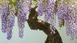 Wisteria bonsai in full bloom