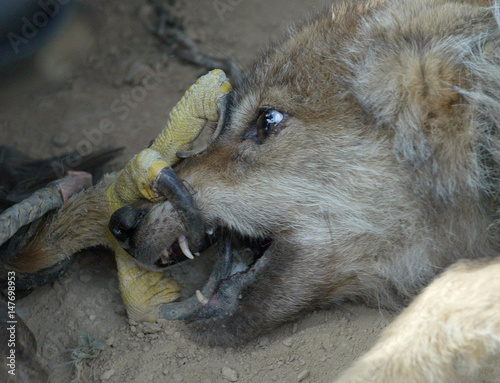 A Golden Eagle Holds A Wolf By Its Mouth During A Hunting