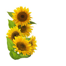 Cartoon Scene With Beautiful And Colorful Sunflowers Frame On White Background