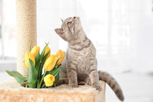 Cute Cat Sitting On Claw Sharpener With Bouquet Of Flowers