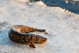 Fototapeta Dmuchawce - Burbot fish on spring ice