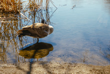 Goose Sleeping In The Water. Canada Goose Stands In The Water And Hides The Head Under The Wing. Springtime, Copy Space For Your Text