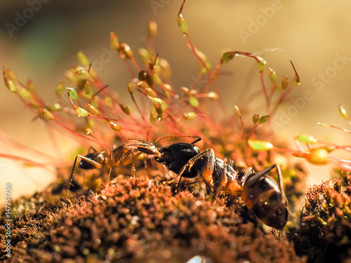 Zdjęcie XXL Czerwona i czarna Mrówka walczyła na liściach, Ant