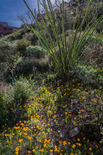 An Ocotillo Watches Over A Patch Of Poppies In Organ Pipe National Monument