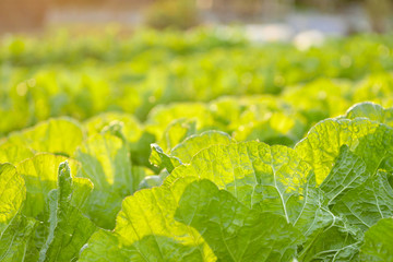 green fresh organic vegetable farm in beautiful light