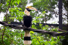 Tropical Bird With Big Beak