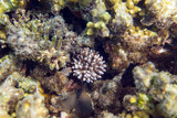 Coral reef
