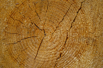 Wooden texture for background