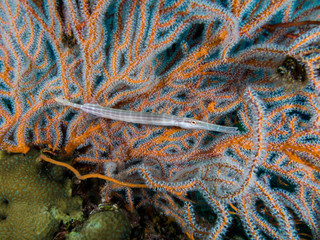 Wall Mural - Juvenile trumpet fish in front of a sea fan