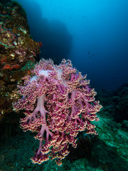 Wall Mural - Purple soft coral on a coral reef wall