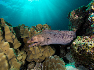 Wall Mural - Moray eel